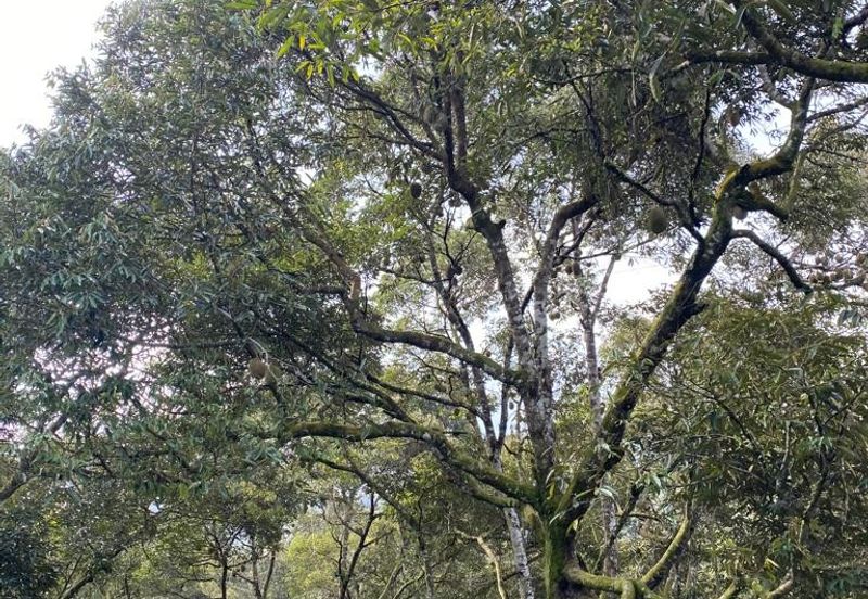 Durian Plantation @ Raub District Of Musang King