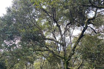 Durian Plantation @ Raub District Of Musang King