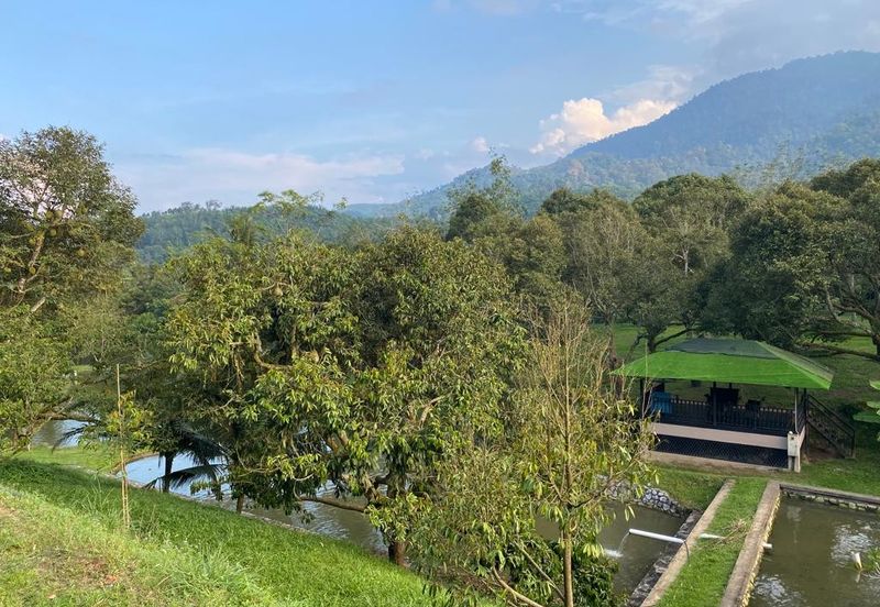 Durian Plantation @ Raub District Of Musang King