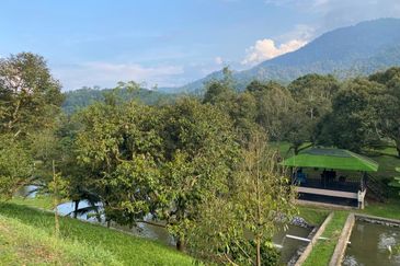 Durian Plantation @ Raub District Of Musang King