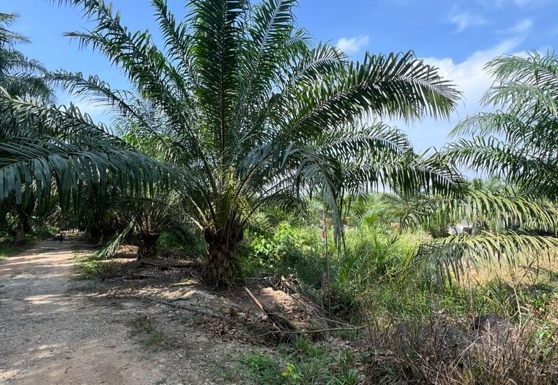 Kampung Sri Cheeding