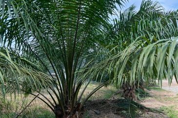 Kampung Sri Cheeding