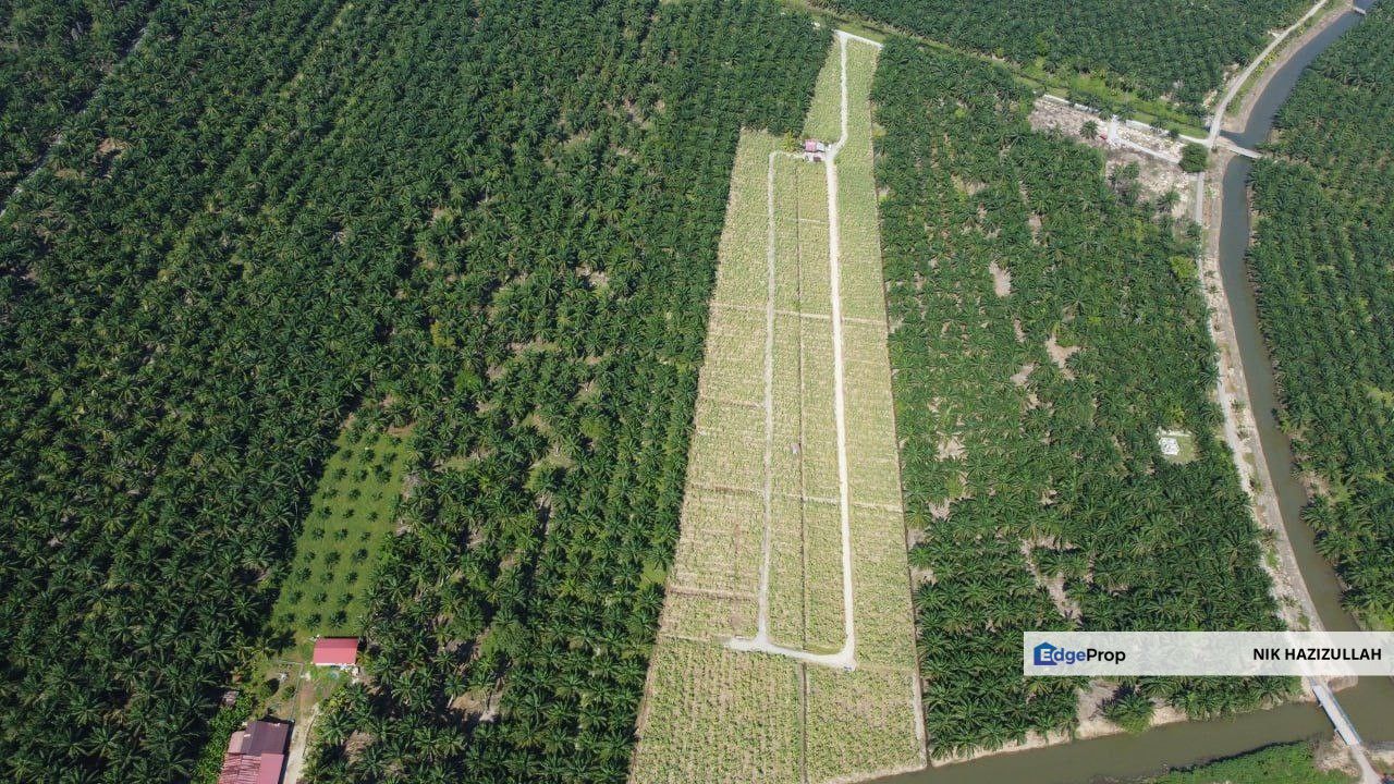 Durian Farm + Sawit ada Hasil, Johor, Muar