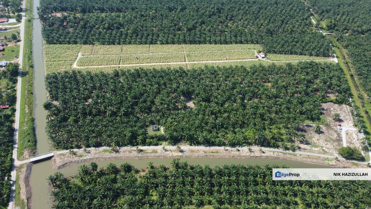 Durian Farm + Sawit ada Hasil, Johor, Muar