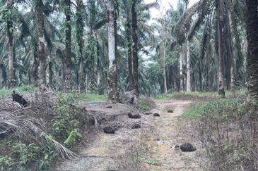 Tanah 125 Ekar Di Johor