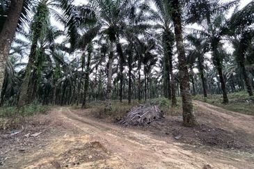 Tanah 125 Ekar Di Johor