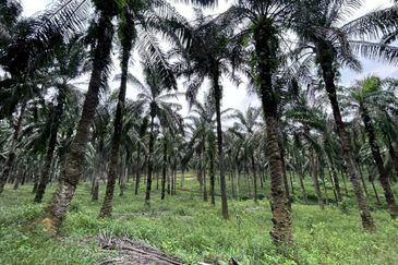 Tanah 125 Ekar Di Johor