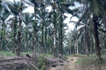 Tanah 125 Ekar Di Johor