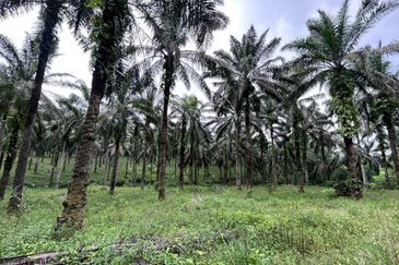 Tanah 125 Ekar Di Johor