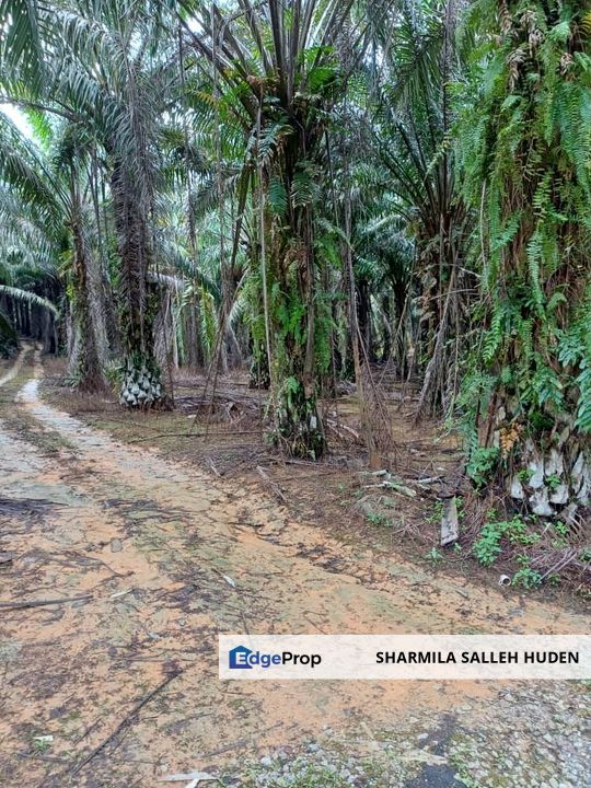 KEBUN SAWIT DI JALAN KOTA TINGGI UNTUK DIJUAL, Johor, Ulu Tiram