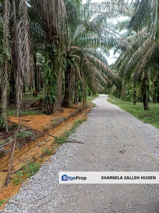 Tanah Kebun Kelapa Sawit Batu 4 Kota Tinggi Untuk Dijual, Johor, Ulu Tiram