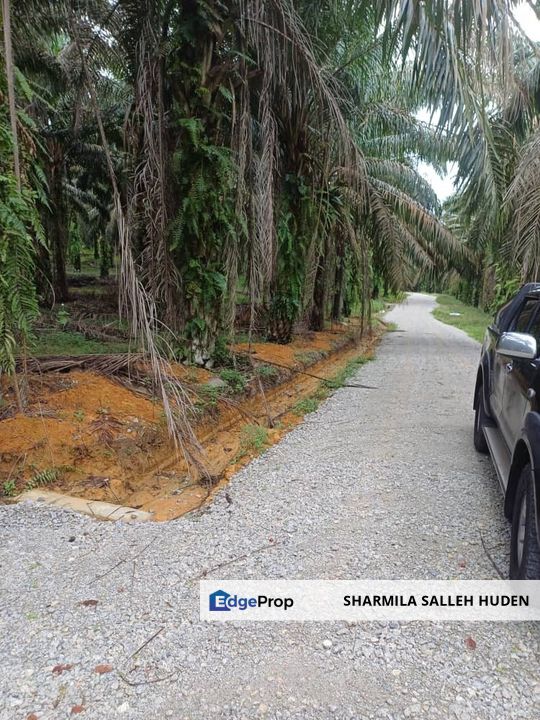 Tanah Kebun Kelapa Sawit Batu 4 Kota Tinggi Untuk Dijual, Johor, Ulu Tiram