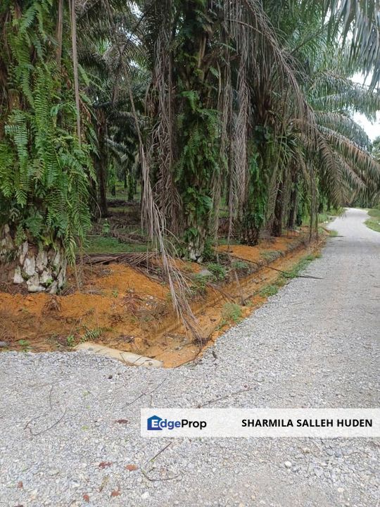 Tanah Kebun Kelapa Sawit Batu 4 Kota Tinggi Untuk Dijual, Johor, Ulu Tiram