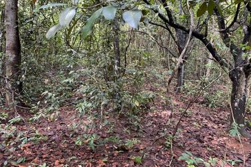 TANAH PERTANIAN UNTUK DIJUAL - 9 EKAR BATU HAMPAR, REMBAU