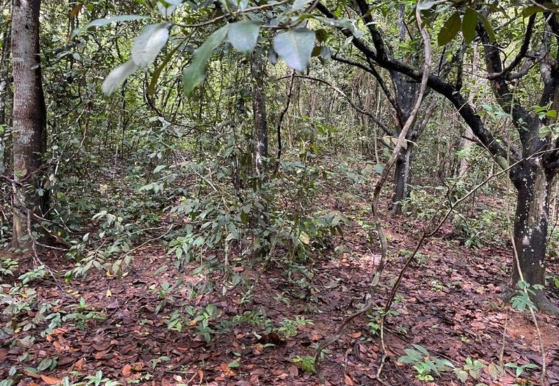 TANAH PERTANIAN UNTUK DIJUAL - 9 EKAR BATU HAMPAR, REMBAU