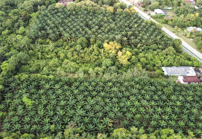 Batu 10 Jeniang, Tanah Dusun, Sebelah Main Road For Sale