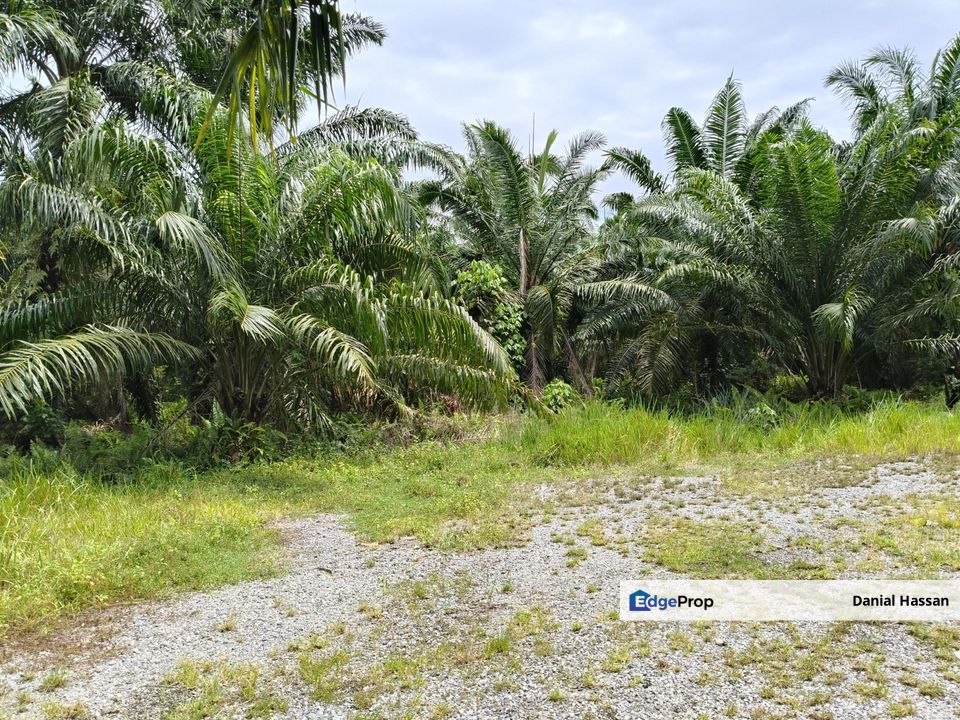 4.56 Acre Agricultural Land Tanah Pertanian Jenjarom Kuala Langat Banting, Selangor, Jenjarom