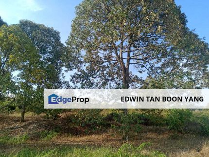 Freehold 6.987acres Land Beside Road with Musang King Durian Trees, Negeri Sembilan, Jelebu