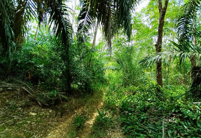 Taman Bunga Raya, Simpang Durian