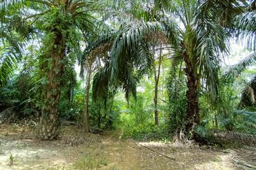 Taman Bunga Raya, Simpang Durian