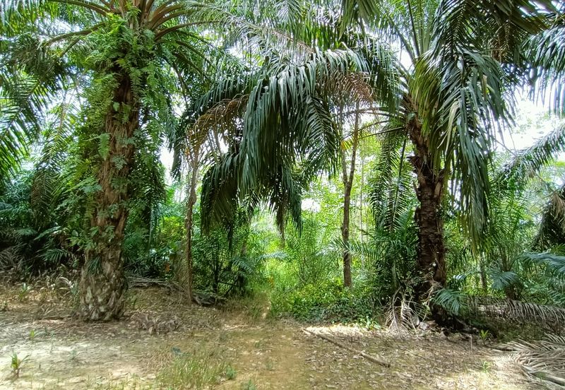 Taman Bunga Raya, Simpang Durian