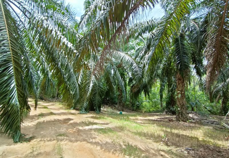 Taman Bunga Raya, Simpang Durian
