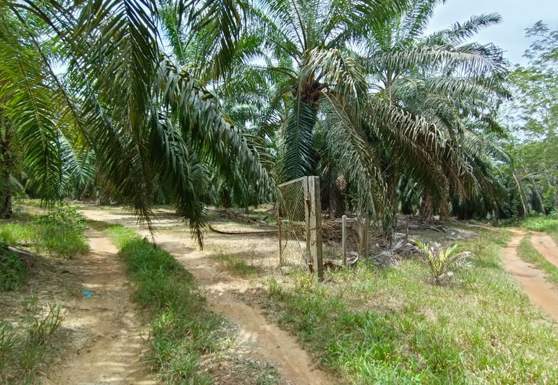 Taman Bunga Raya, Simpang Durian