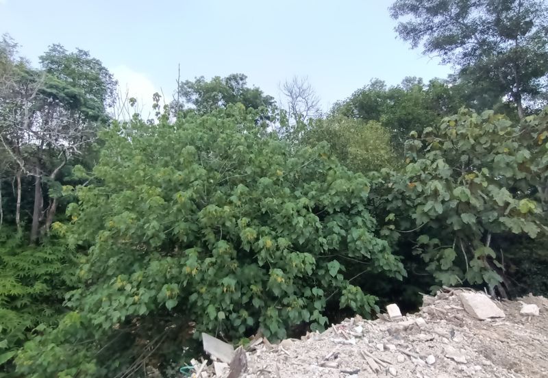 Jalan Mutiara, Nilai 7