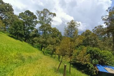 9 acres Durian Farm Pahang Raub, Jalan Sungai Chalit, Kampung Sungai Klau Agricultural Land