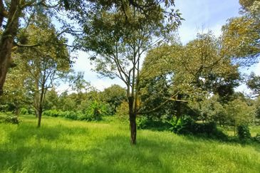9 acres Durian Farm Pahang Raub, Jalan Sungai Chalit, Kampung Sungai Klau Agricultural Land