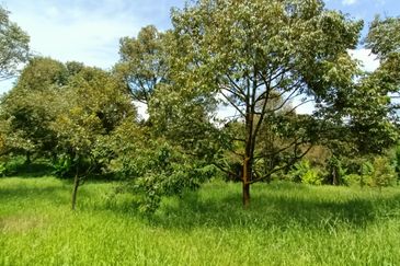 9 acres Durian Farm Pahang Raub, Jalan Sungai Chalit, Kampung Sungai Klau Agricultural Land