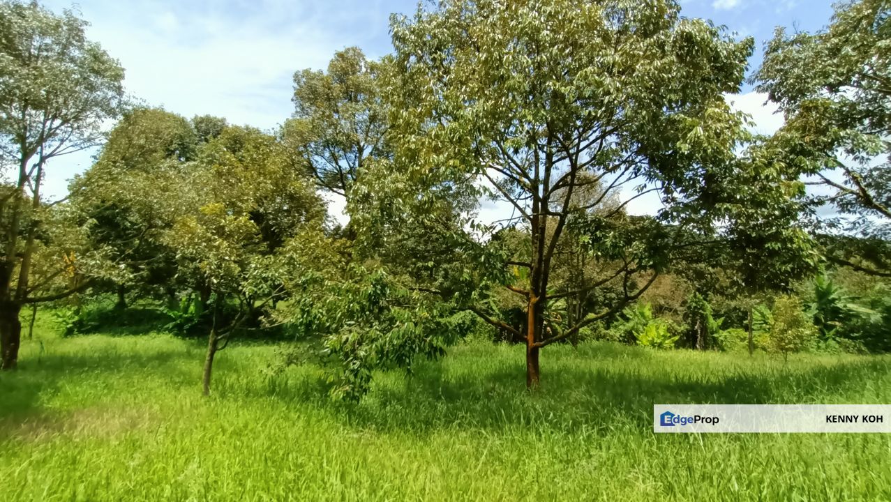 9 acres Durian Farm Pahang Raub, Jalan Sungai Chalit, Kampung Sungai Klau Agricultural Land, Pahang, Raub