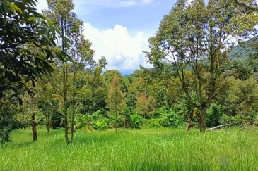 9 acres Durian Farm Pahang Raub, Jalan Sungai Chalit, Kampung Sungai Klau Agricultural Land