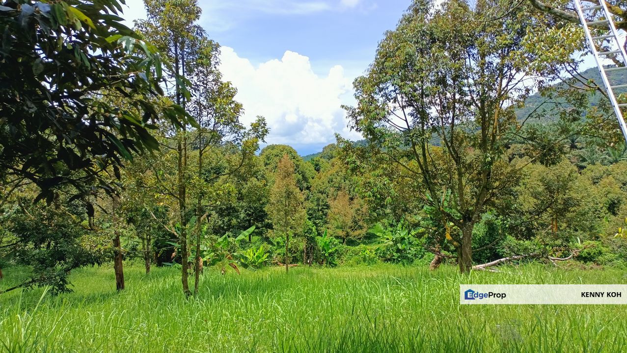 9 acres Durian Farm Pahang Raub, Jalan Sungai Chalit, Kampung Sungai Klau Agricultural Land, Pahang, Raub