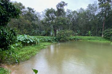 9 acres Durian Farm Pahang Raub, Jalan Sungai Chalit, Kampung Sungai Klau Agricultural Land