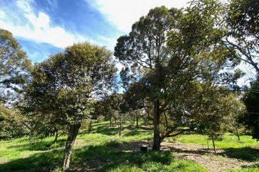 9 acres Durian Farm Pahang Raub, Jalan Sungai Chalit, Kampung Sungai Klau Agricultural Land