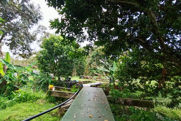 9 acres Durian Farm Pahang Raub, Jalan Sungai Chalit, Kampung Sungai Klau Agricultural Land