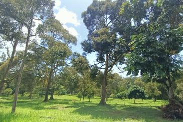 9 acres Durian Farm Pahang Raub, Jalan Sungai Chalit, Kampung Sungai Klau Agricultural Land