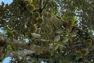 9 acres Durian Farm Pahang Raub, Jalan Sungai Chalit, Kampung Sungai Klau Agricultural Land