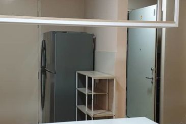 Cyperus @ Tropicana Gardens