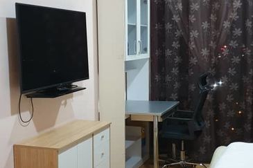 Cyperus @ Tropicana Gardens