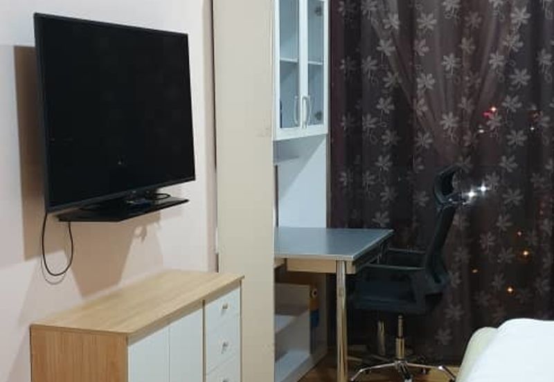 Cyperus @ Tropicana Gardens