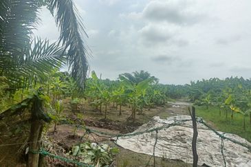 Agreculture Land For Sale at Banting Morib 