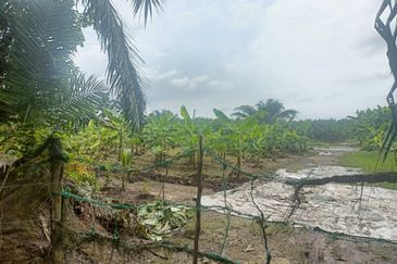 Agreculture Land For Sale at Banting Morib 