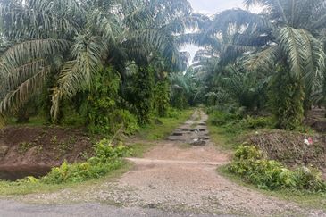 Agreculture Land For Sale at Banting Morib 
