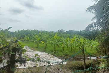 Agreculture Land For Sale at Banting Morib 