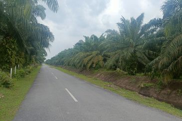 Agreculture Land For Sale at Banting Morib 