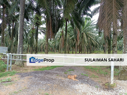 7.23 Acre Agriculture Land For Sale, Lukut Negeri Sembilan, Negeri Sembilan, Port Dickson