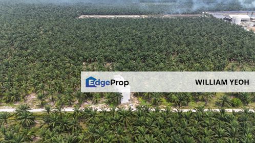 Kuala Langat , Mukim Batu Palm Oil Plantation with bird net for SALE, Selangor, Banting