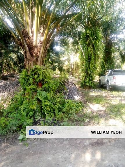 Kuala Langat, Mukim Darat Tumbuk Palm Oil Plantation 2.69 acres for SALE, Selangor, Banting